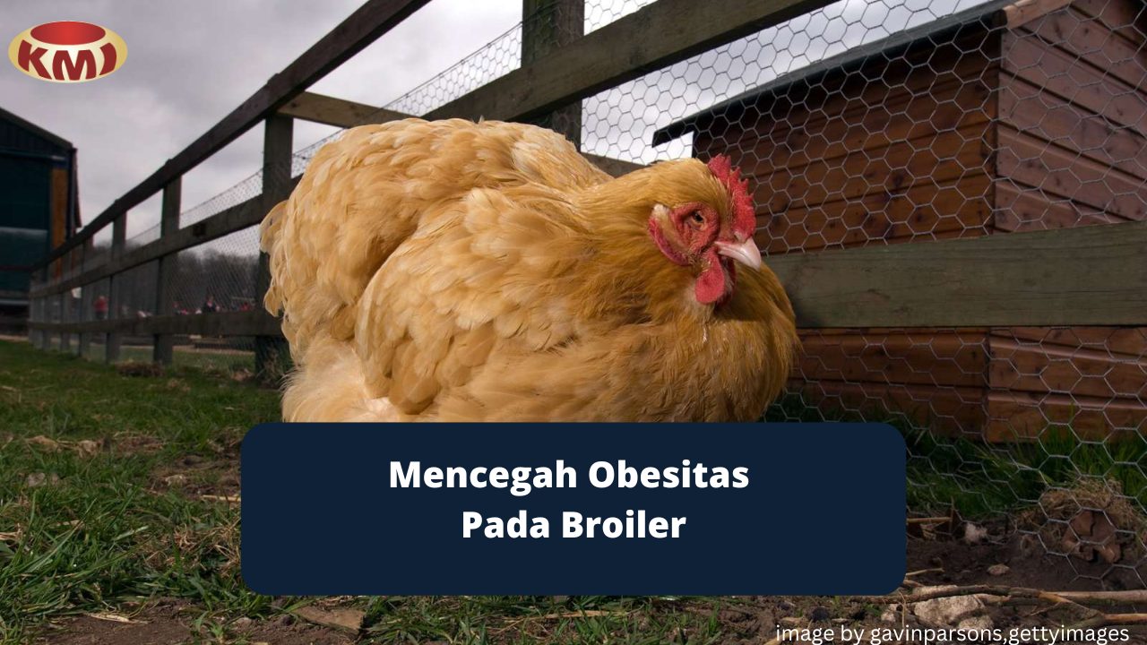 Pencegahan Obesitas Pada Broiler Bagi Peternak